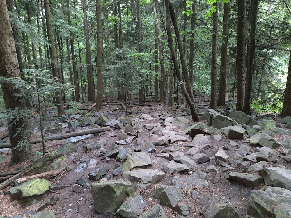 Kamienisty szlak na Łysicę ze Świętej Katarzyny